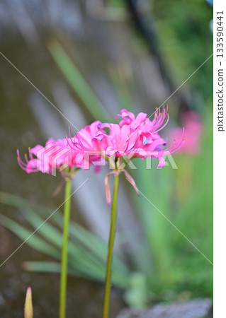Cute pink spider lilies Cute pink spider lilies 133590441