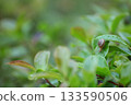 snails  133590506