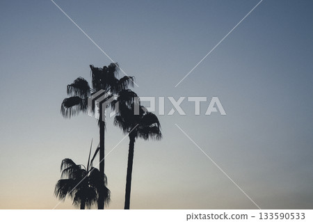 Palm tree silhouettes against the sunset sky Palm tree silhouettes against the sunset sky 133590533