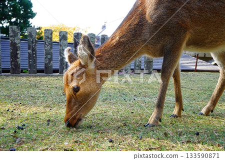 Deer at Koganeyama Shrine on Mount Kinka Deer at Koganeyama Shrine on Mount Kinka 133590871
