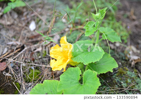 可愛的南瓜花 可愛的南瓜花 133590894