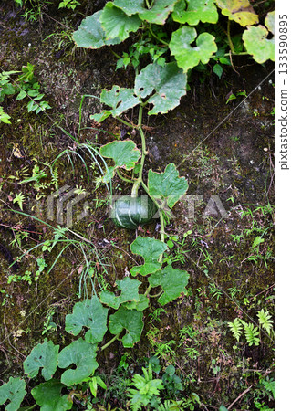 南瓜爬牆 南瓜爬牆 133590895