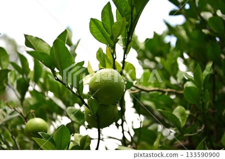 Green mandarin fruit 133590900