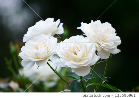 Carte Blanche 白玫瑰 Carte Blanche 白玫瑰 133590961