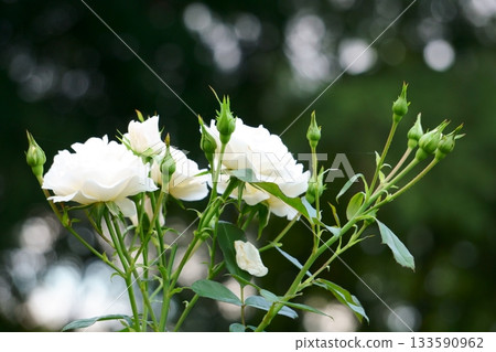 White Rose Carte Blanche White Rose Carte Blanche 133590962