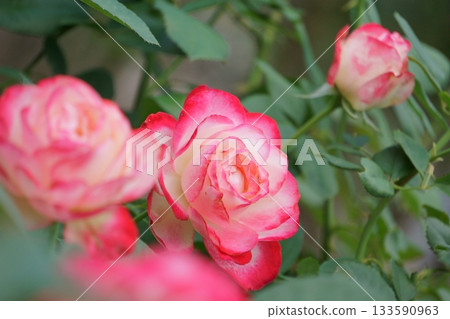 Pink and white roses Jubilee du Prince de Monaco 133590963