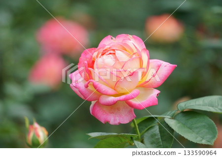 Pink and yellow roses Morning clouds Pink and yellow roses Morning clouds 133590964