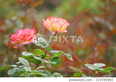 Pink and yellow bicolor roses 133590965
