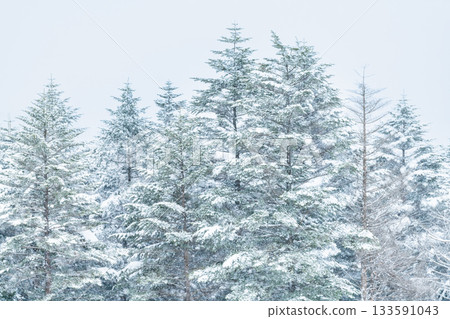 Kirigamine in midwinter, Nagano Kirigamine in midwinter, Nagano 133591043