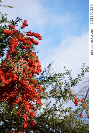 Red pyracantha berries and the sky 133591529