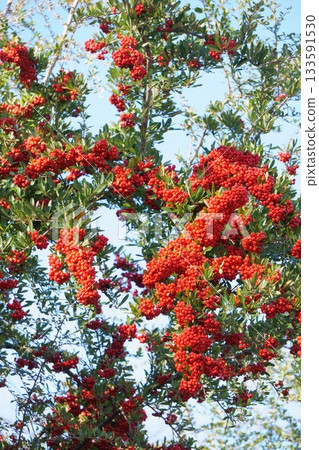 火棘，一種結滿紅色漿果的樹。 133591530