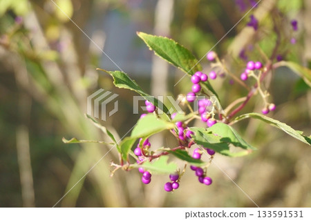 紫莓，小紫 133591531