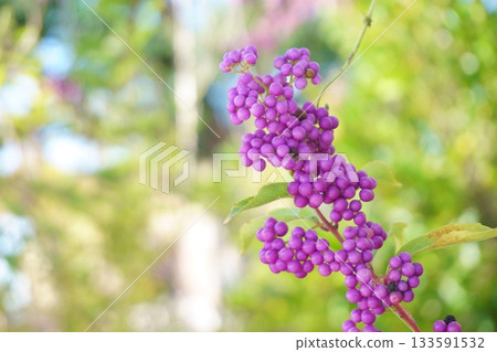 秋季成熟的紫色莓果：小紫 133591532