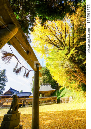 狛犬雕像、鳥居,以及一座背景中長著美麗金黃色銀杏樹的小神社。高田神社,岡山郡真庭市 狛犬雕像、鳥居,以及一座背景中長著美麗金黃色銀杏樹的小神社。高田神社,岡山郡真庭市 133591773