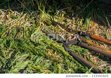 修剪 花園 院子 133591820