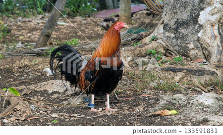 A rooster stands proudly while looking around its farm environment rural life concept 133591831