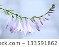 Giboshi 133591862