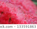 Cluster amaryllis shining in retrograde motion 133591863