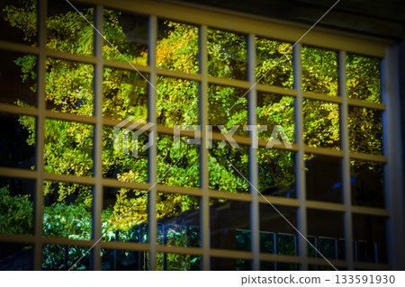 岡山縣真庭市高田神社的參拜殿玻璃中倒映著一棵雄偉壯麗的銀杏樹。 133591930