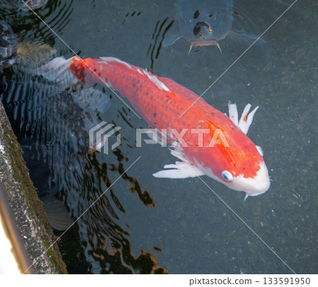 錦鯉在池塘里游泳 133591950