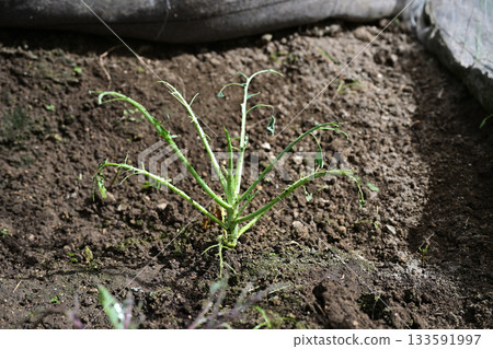 Broccoli seedlings eaten by insects Broccoli seedlings eaten by insects 133591997
