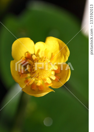 Water spurge flower 133592013