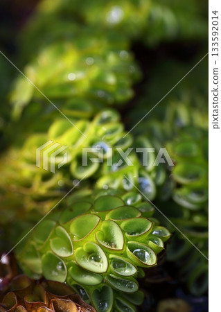Giant salvinia and raindrops 133592014