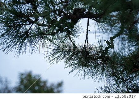 pinetree, wood, black pine 133592017
