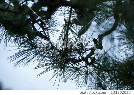 修剪 松樹 樹木 133592023