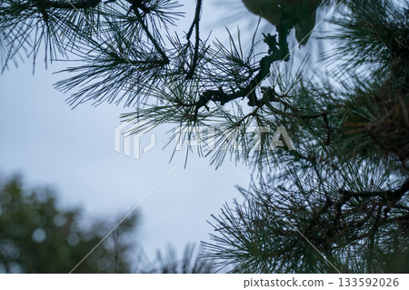 松樹 樹木 樹 133592026
