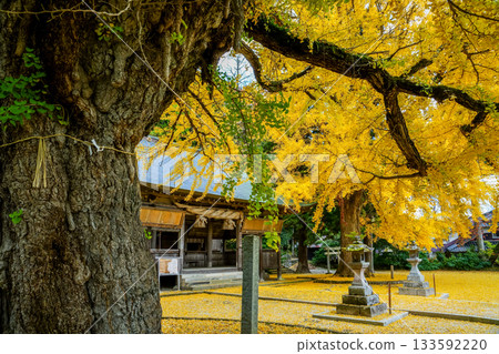 從一棵樹齡超過650年的金黃色銀杏樹上眺望主神社,樹葉如金黃色的地毯般鋪滿大地。福田神社,岡山郡真庭市 從一棵樹齡超過650年的金黃色銀杏樹上眺望主神社,樹葉如金黃色的地毯般鋪滿大地。福田神社,岡山郡真庭市 133592220