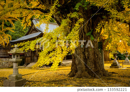 The main shrine seen from a splendid yellow ginkgo tree over 650 years old, with a yellow carpet of leaves. Fukuda Shrine, Maniwa City, Okayama Prefecture The main shrine seen from a splendid yellow ginkgo tree over 650 years old, with a yellow carpet of leaves. Fukuda Shrine, Maniwa City, Okayama Prefecture 133592221