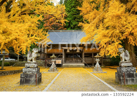 The main shrine seen from a splendid yellow ginkgo tree over 650 years old, with a yellow carpet of leaves. Fukuda Shrine, Maniwa City, Okayama Prefecture 133592224