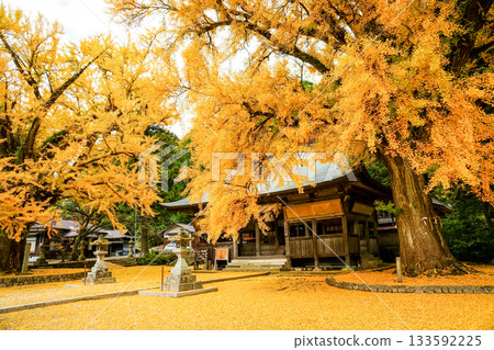 從一棵樹齡超過650年的金黃色銀杏樹上眺望主神社,樹葉如金黃色的地毯般鋪滿大地。福田神社,岡山郡真庭市 從一棵樹齡超過650年的金黃色銀杏樹上眺望主神社,樹葉如金黃色的地毯般鋪滿大地。福田神社,岡山郡真庭市 133592225