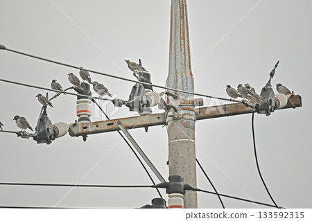 Many starlings gather on electric wires Many starlings gather on electric wires 133592315