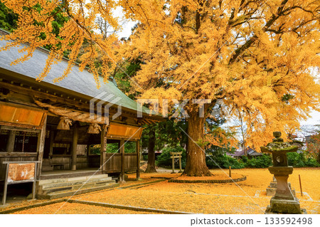 The main shrine is seen from a splendid yellow ginkgo tree over 650 years old, adding a yellow carpet to the view. Fukuda Shrine, Maniwa City, Okayama Prefecture 133592498