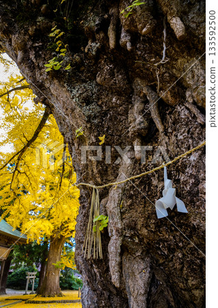 The main shrine is seen from a splendid yellow ginkgo tree over 650 years old, adding a yellow carpet to the view. Fukuda Shrine, Maniwa City, Okayama Prefecture The main shrine is seen from a splendid yellow ginkgo tree over 650 years old, adding a yellow carpet to the view. Fukuda Shrine, Maniwa City, Okayama Prefecture 133592500