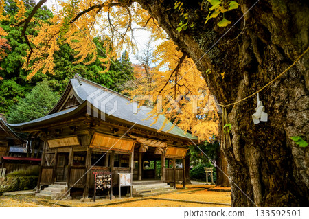 The main shrine is seen from a splendid yellow ginkgo tree over 650 years old, adding a yellow carpet to the view. Fukuda Shrine, Maniwa City, Okayama Prefecture 133592501