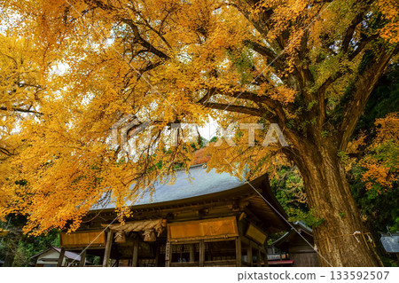The main shrine of Fukuda Shrine in Maniwa, Okayama Prefecture, can be seen from the magnificent yellow leaves of a 650-year-old ginkgo tree. The main shrine of Fukuda Shrine in Maniwa, Okayama Prefecture, can be seen from the magnificent yellow leaves of a 650-year-old ginkgo tree. 133592507