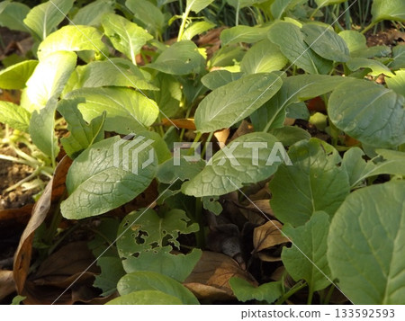家庭花園裡種植的白菜 133592593