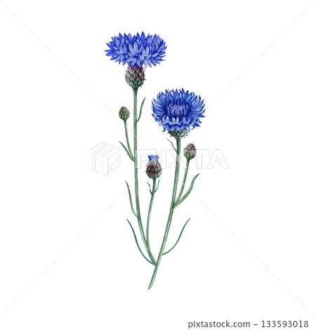 Blue cornflower wildflower with buds and leaves watercolor illustration. Hand drawn centaurea cyanus meadow flower vintage style botanical illustration. Bachelor's button plant on white background 133593018