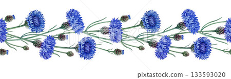 Blue cornflower seamless border watercolor illustration. Hand drawn centaurea cyanus meadow wildflower vintage style illustration. Bachelor's button border decor element isolated on white background 133593020