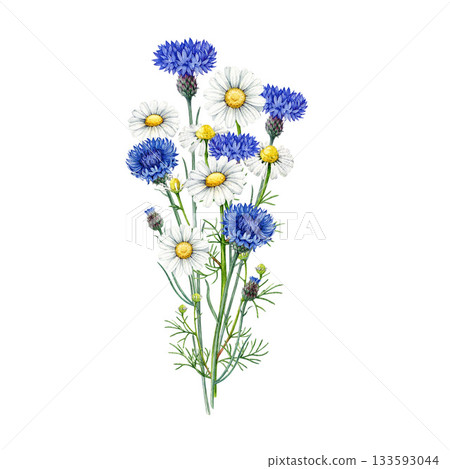 Chamomile flowers with cornflower wildflower bouquet watercolor illustration. Hand drawn vintage style illustration meadow flowers mix of daisies and blue cornflowers on white background Chamomile flowers with cornflower wildflower bouquet watercolor illustration. Hand drawn vintage style illustration meadow flowers mix of daisies and blue cornflowers on white background 133593044