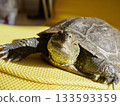 Turtle posing in the sunshine 133593359