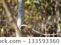 A small bird standing in a winter forest 133593360