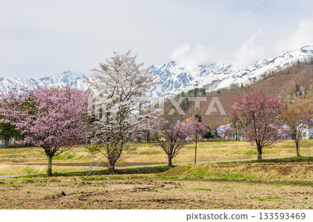 長野縣白馬村的春天：白馬山脈和櫻花 133593469