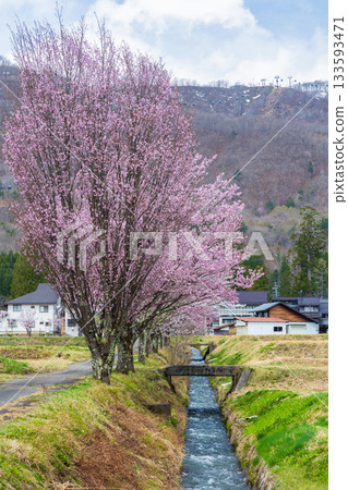 長野縣白馬村的春櫻 133593471