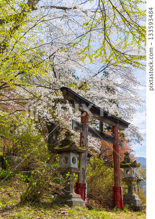 長野縣白馬村的春天:丹光山,著名的賞櫻勝地 長野縣白馬村的春天:丹光山,著名的賞櫻勝地 133593484