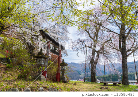 長野縣白馬村的春天：丹光山，著名的賞櫻勝地 133593485
