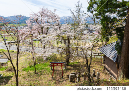Spring in Hakuba Village, Nagano Prefecture: Mount Dengyō, a famous cherry blossom spot Spring in Hakuba Village, Nagano Prefecture: Mount Dengyō, a famous cherry blossom spot 133593486